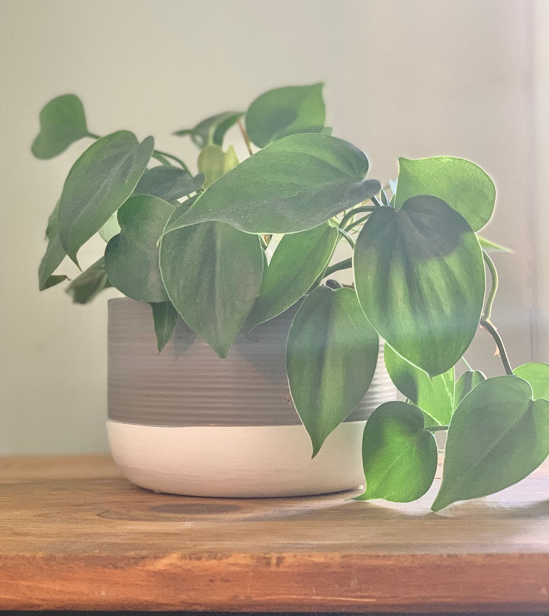 Pots Pots and Plants Toronto
