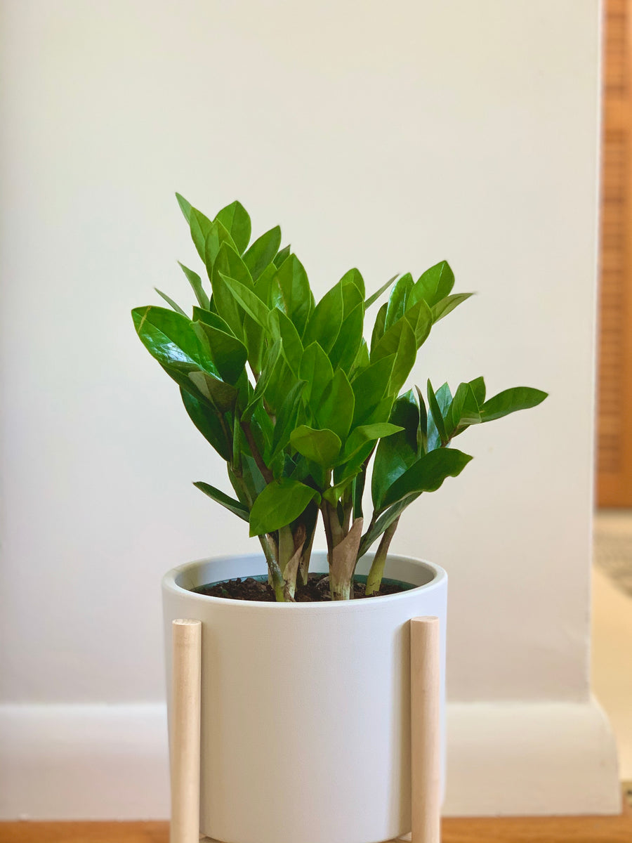 where to buy zz plant toronto ZZ Plant – Pots and Plants Toronto