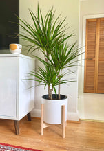 Load image into Gallery viewer, Dracaena Magenta