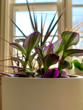 Load image into Gallery viewer, Tradescantia