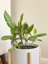 Load image into Gallery viewer, Variegated Rubber Plant