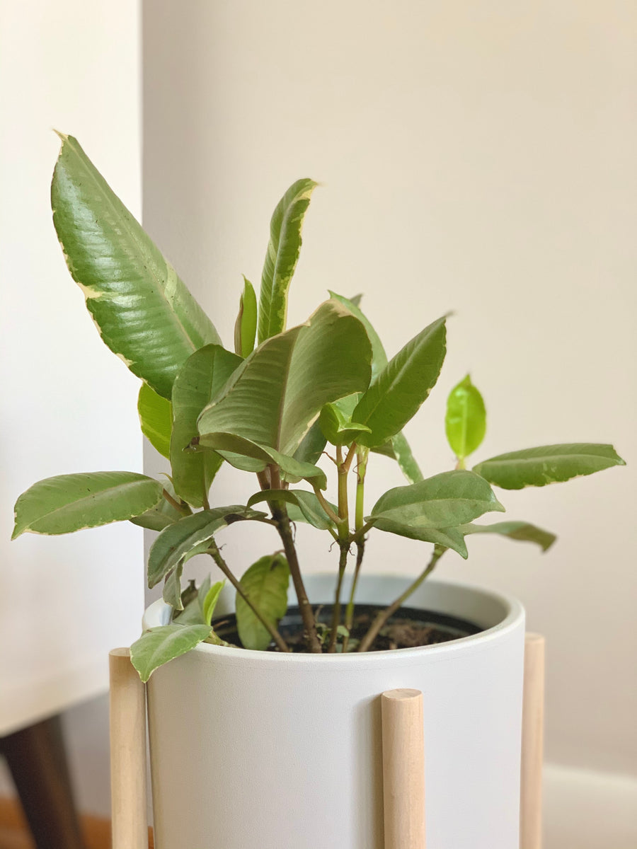 Variegated Rubber Plant Pots and Plants Toronto
