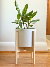 Load image into Gallery viewer, Variegated Rubber Plant