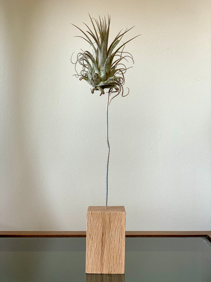 Air Plant Trio Pots and Plants Toronto