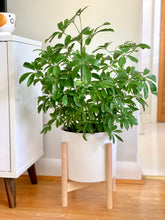 Load image into Gallery viewer, Pine Plant Stand- Medium