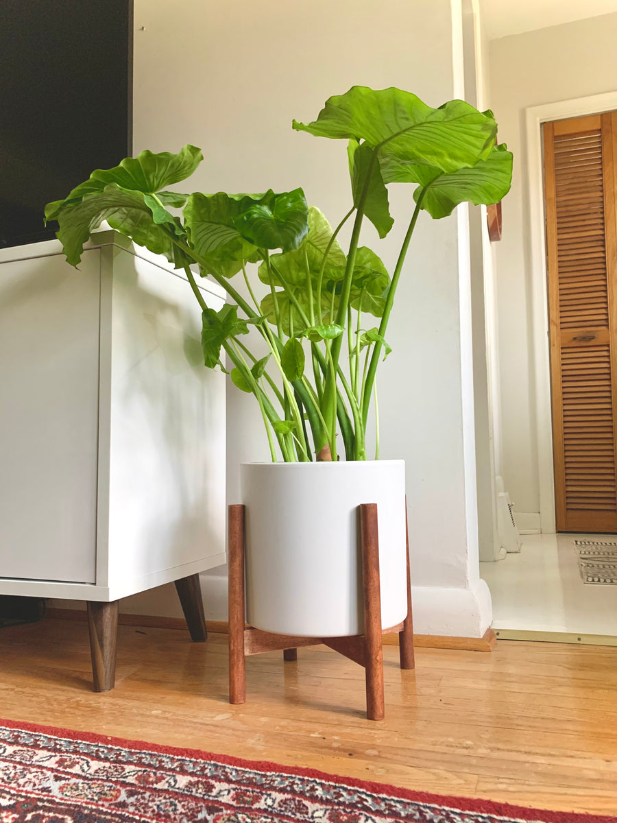 Maple Plant Stand Medium Pots and Plants Toronto