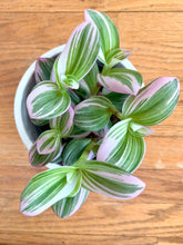 Load image into Gallery viewer, Tradescantia