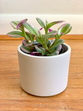 Load image into Gallery viewer, Tradescantia