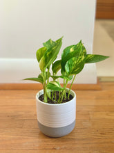 Load image into Gallery viewer, Marble Queen Pothos