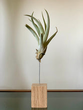Load image into Gallery viewer, Air Plant Trio
