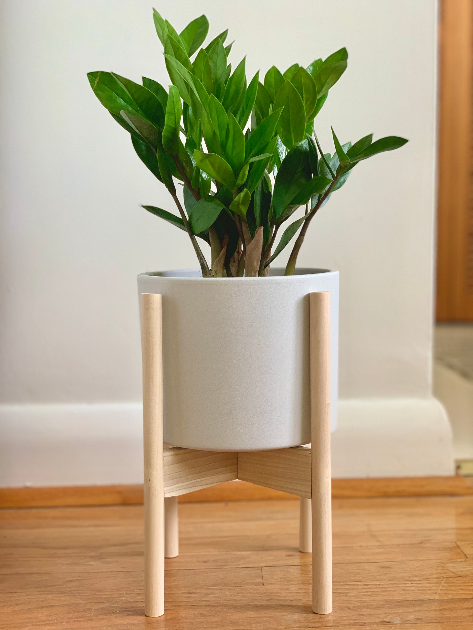 where to buy zz plant toronto ZZ Plant – Pots and Plants Toronto