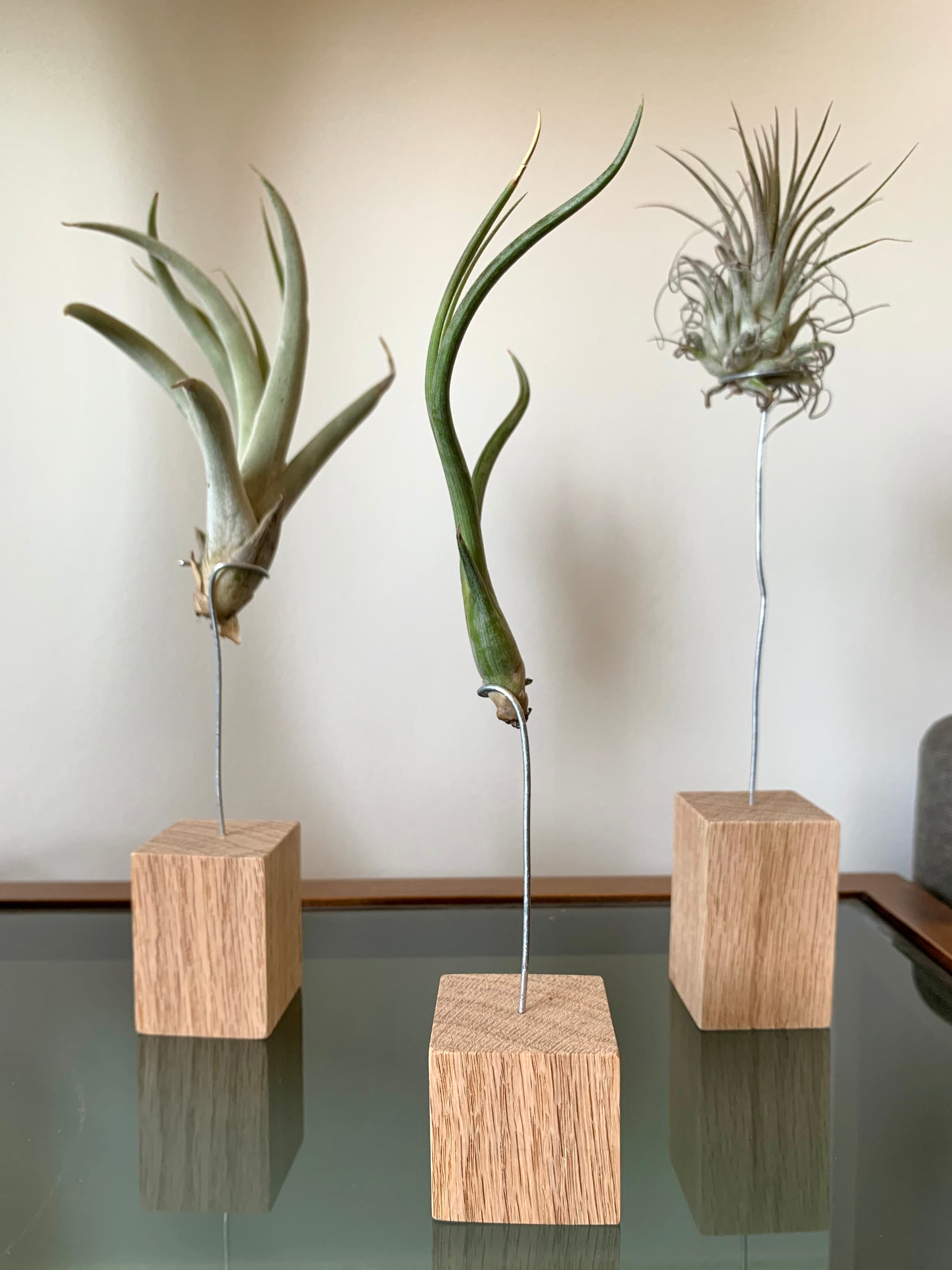 air plant trio Air Plant Trio – Pots and Plants Toronto