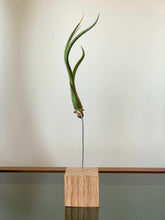Load image into Gallery viewer, Air Plant Trio
