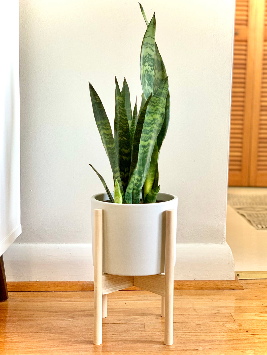 ikea snake plants Snake Plant – Pots and Plants Toronto